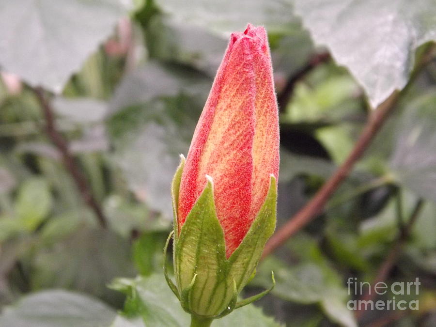Nature Photograph - This Bud For You by Lingfai Leung