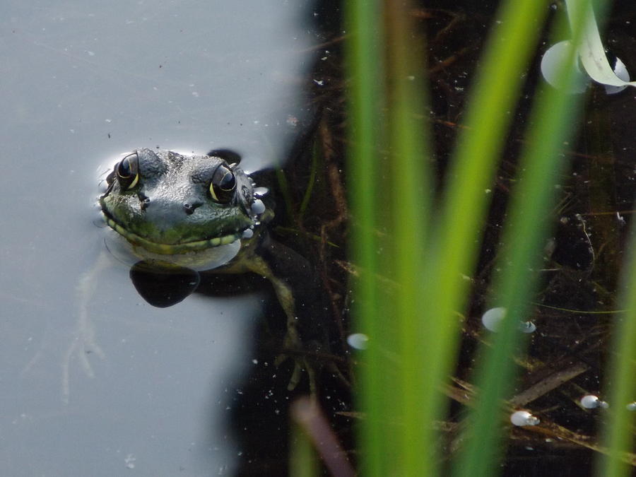 This Frog Looks Like It's Grinning And Has Teeth Photograph by Cheryl