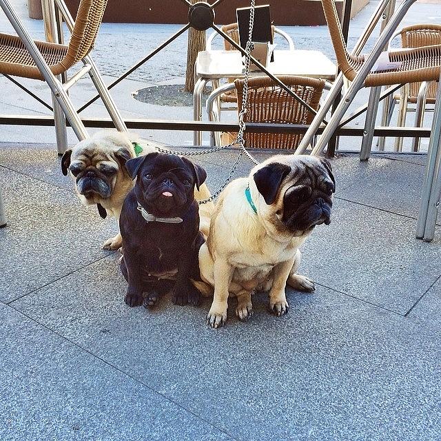 This Gang Of Adorable Pug Puppies Made Photograph by Jennifer Smith