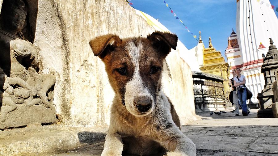 This guy at The Monkey Temple Photograph by Greg Holden | Fine Art America