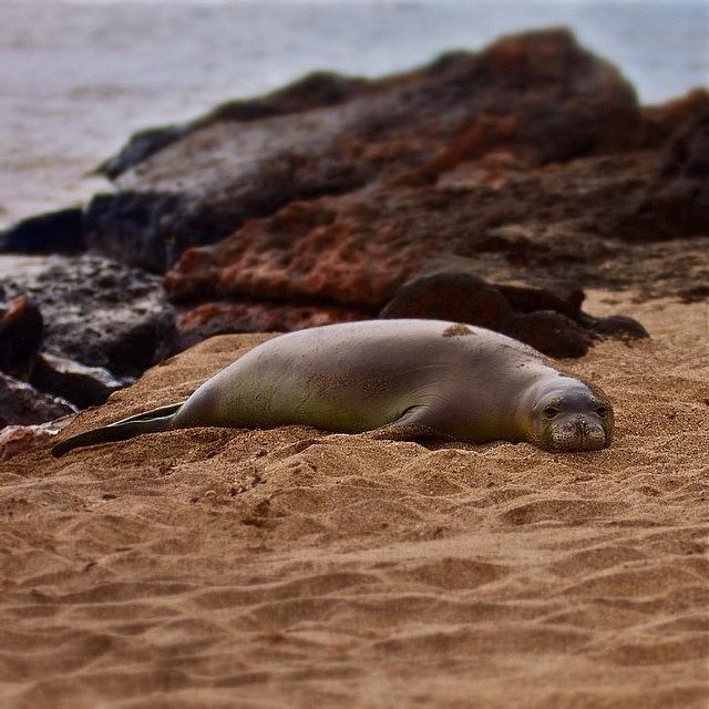 Seal Photograph - This Guys Ready For Some Pau Hana Fun! by Brian Governale