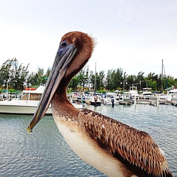 This Handsome Pelican Was At A Face To Photograph by Sylvia Martinez