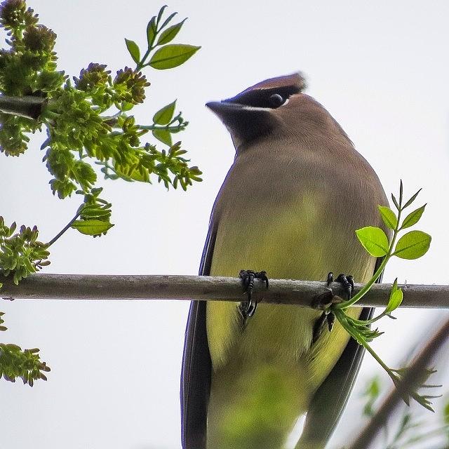 Waxwing Photograph - This Has Been The Most Challenging Kind by Allison  Zapata