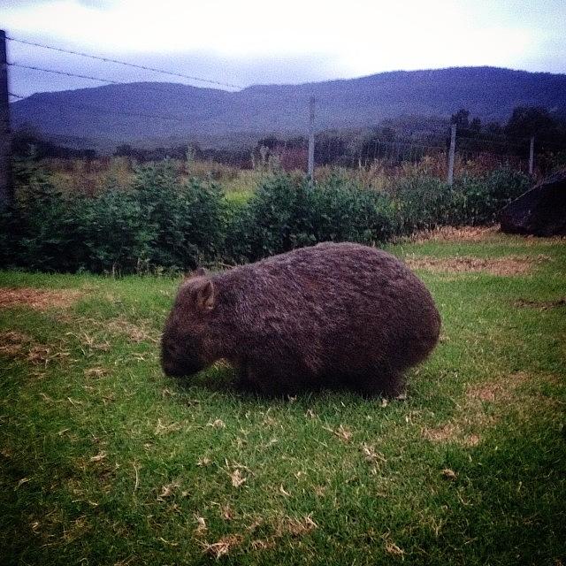 Wombat Photograph - This Is A #wombat by Kyle Marsh
