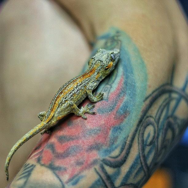 This Is An Unnamed Gargoyle Gecko. And Photograph by Wesley Shark