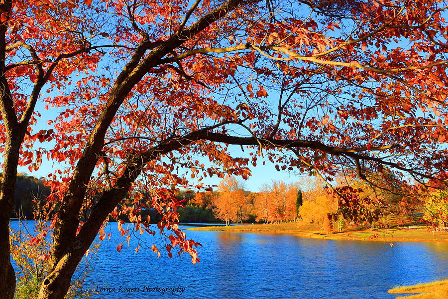 This Is Autumn - Signature Print Photograph by Lorna Rose Marie Mills DBA  Lorna Rogers Photography