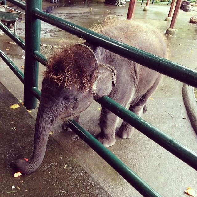 This Is Fajar - A 1 Year Old Elephant Photograph by Dhita Primastari