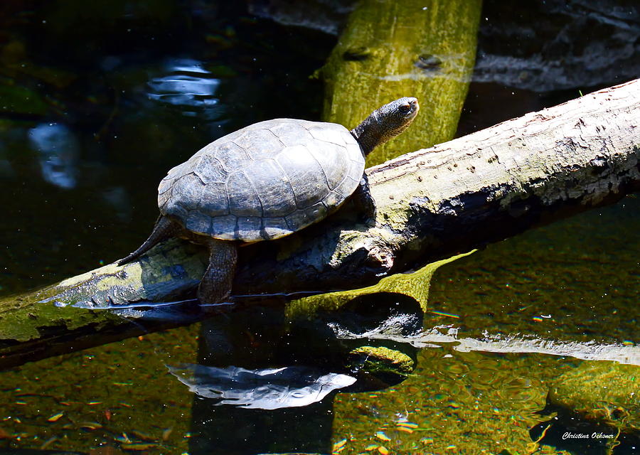 This Is Happy Photograph by Christina Ochsner - Fine Art America