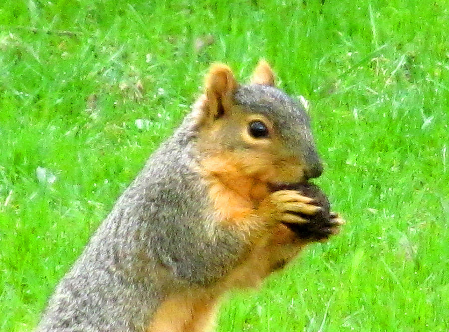 Squirrel Photograph - This Is Mine by Tina M Wenger
