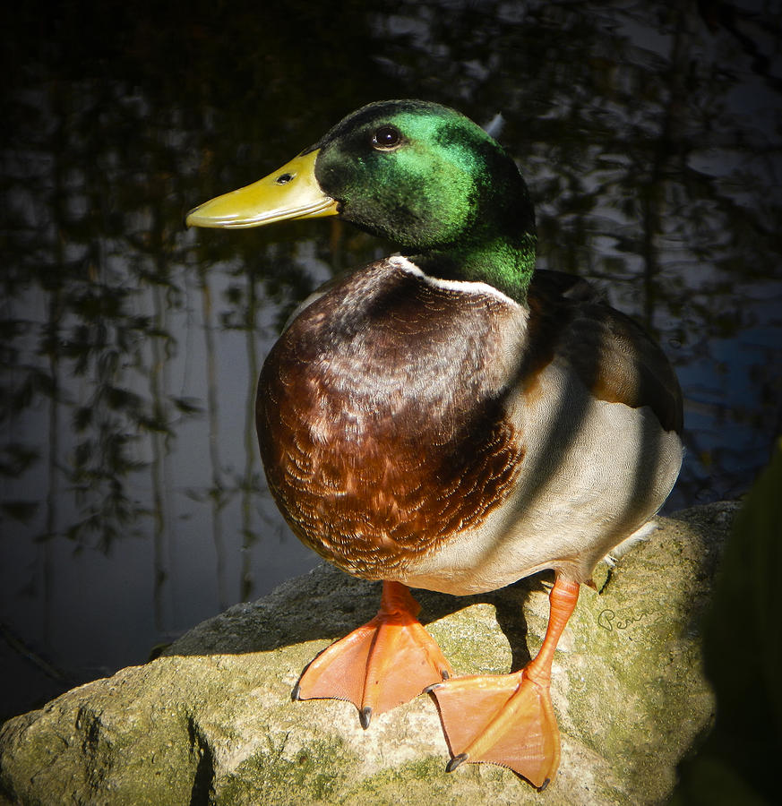 Duck Photograph - This Is My Best Side by Penny Lisowski