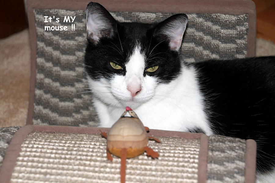 Cat Photograph - This is MY mouse by Laurel Talabere