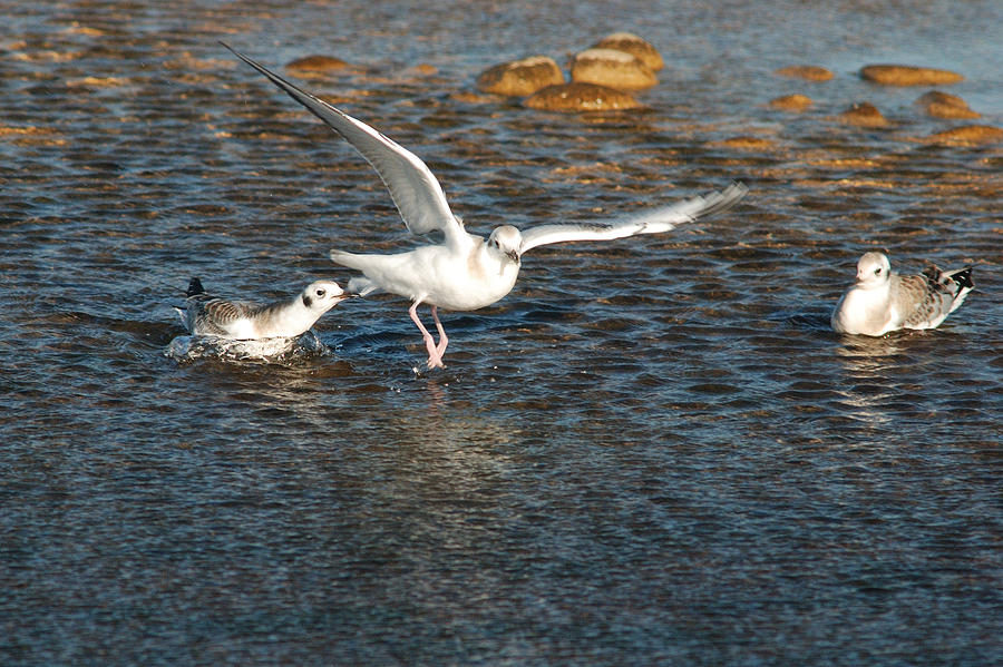 This Is My Space. Non-breeding Bonaparte Gulls. Photograph by Janice Adomeit