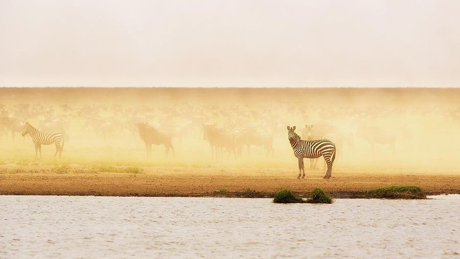 Panorama Photograph - This Is Ndutu by Mohammed Alnaser Panorama Photograph - This Is Ndutu by Mohammed Alnaser