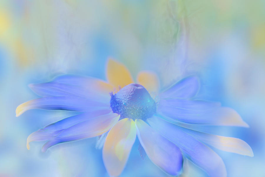Daisy Photograph - This is Not Just Another Flower - s05a by Variance Collections