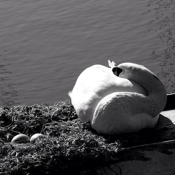 Nature Photograph - This Is Our Local Swan Sitting On Her by Neil Andrews