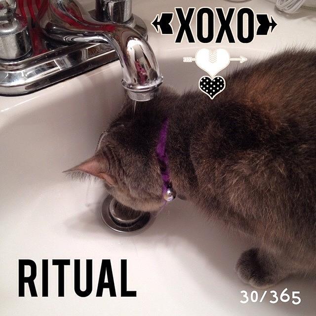 Cat Photograph - This Is #pixies #ritual She Is A by Teresa Mucha