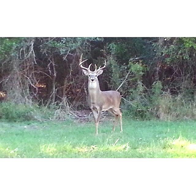 This Is Probably The Biggest Buck Ive Photograph by Clifford McClure