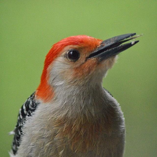 Woodpecker Photograph - This Is rusty. Hes A Red-bellied by Tiffany Anthony