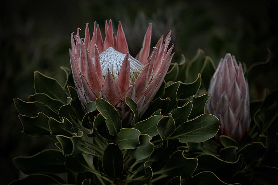 king protea flower south africa