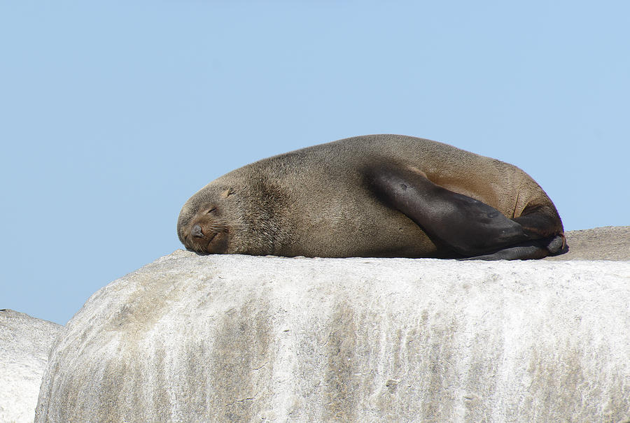 Nature Photograph - This is South Africa No.  3 - African Fur Seal Sleeping on a Whi by Paul W Sharpe Aka Wizard of Wonders
