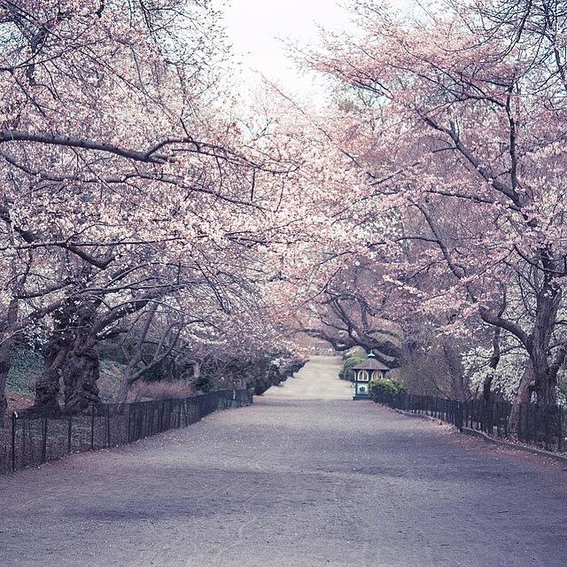 This Is The Bridle Path In Central Park Photograph by Vivienne Gucwa