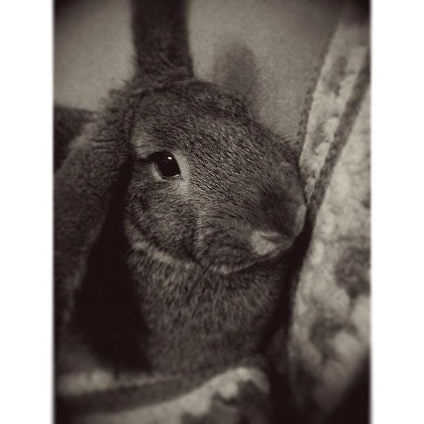 Rabbit Photograph - This Is The, mom Can I Please Come by Jew-lee-na New-banks