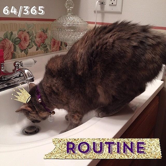 Cat Photograph - This Is The Routine Of A #faucetdrinker by Teresa Mucha