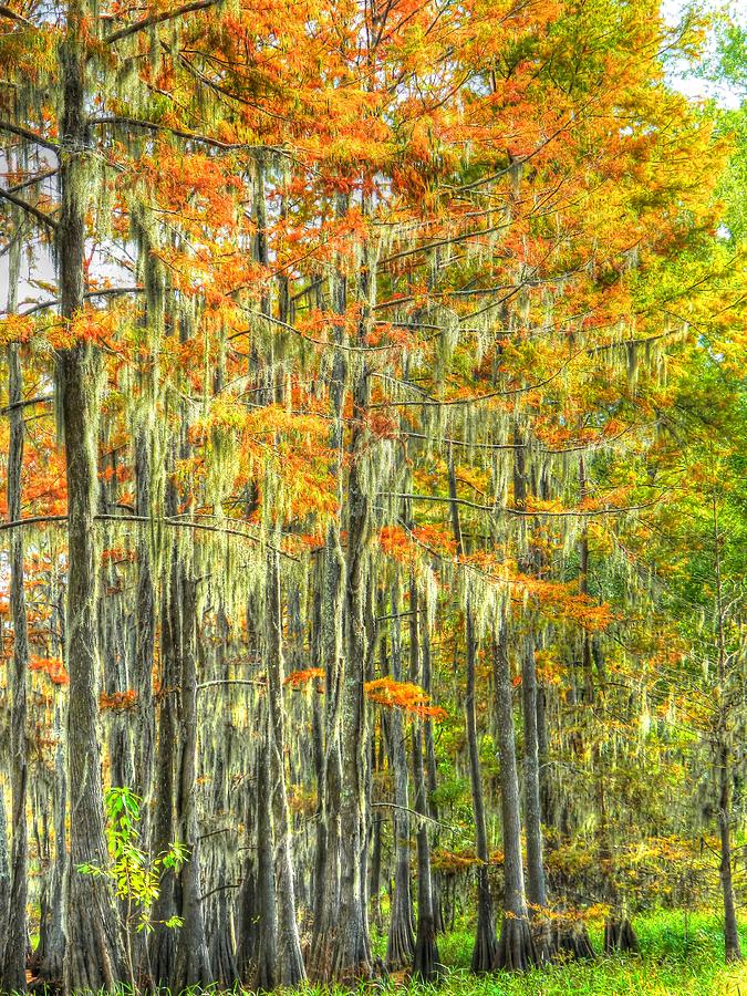 This is What Autumn Brings Photograph by Ester McGuire - Fine Art America