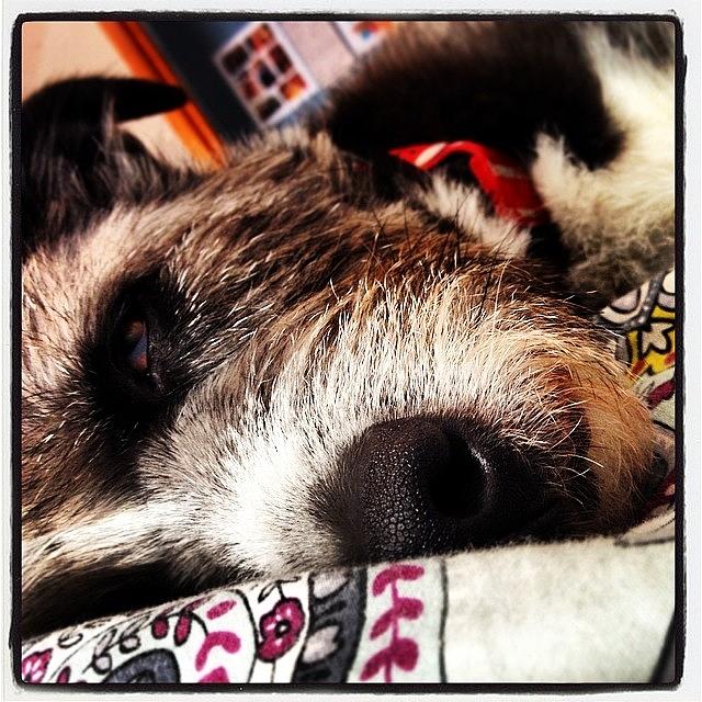 Wolfdog Photograph - This Is What I Wake Up To In My Face by Kelley Mooar