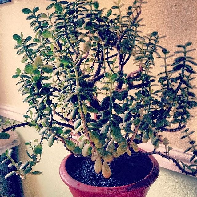 This Jade Plant Or Money Tree Was Grown Photograph by Emma Warrener