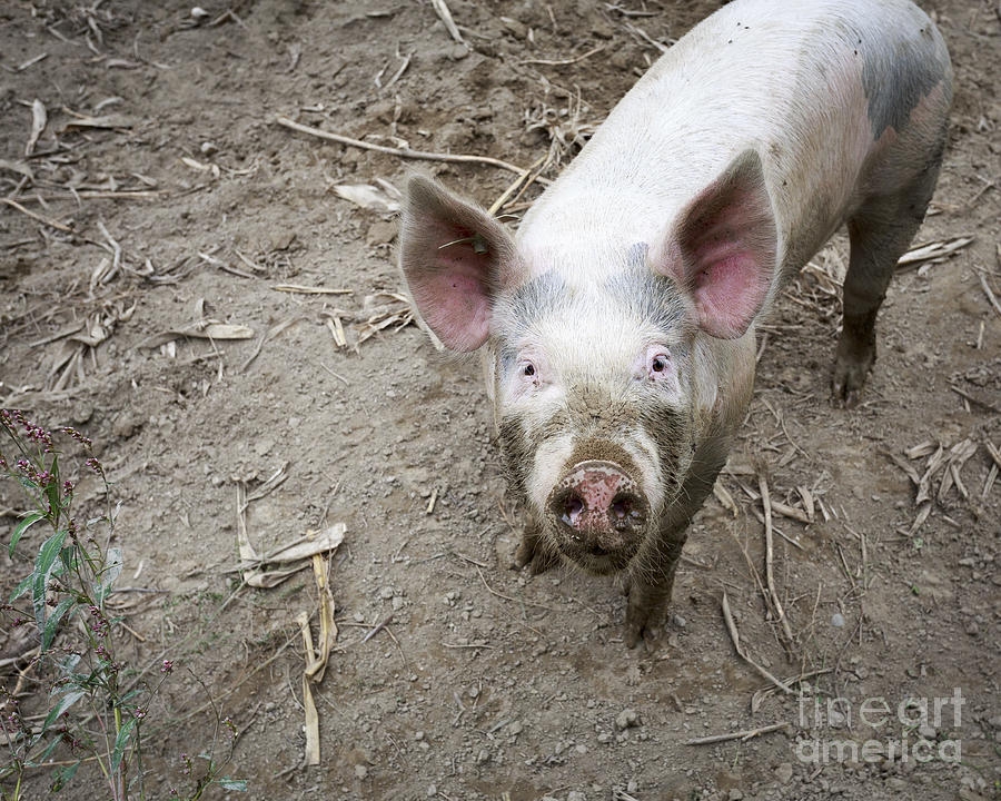 Pig Photograph - This little piggy by Edward Fielding