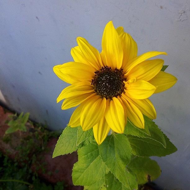 This Little Stray Sunflower Grew From Photograph by Ben Reeson
