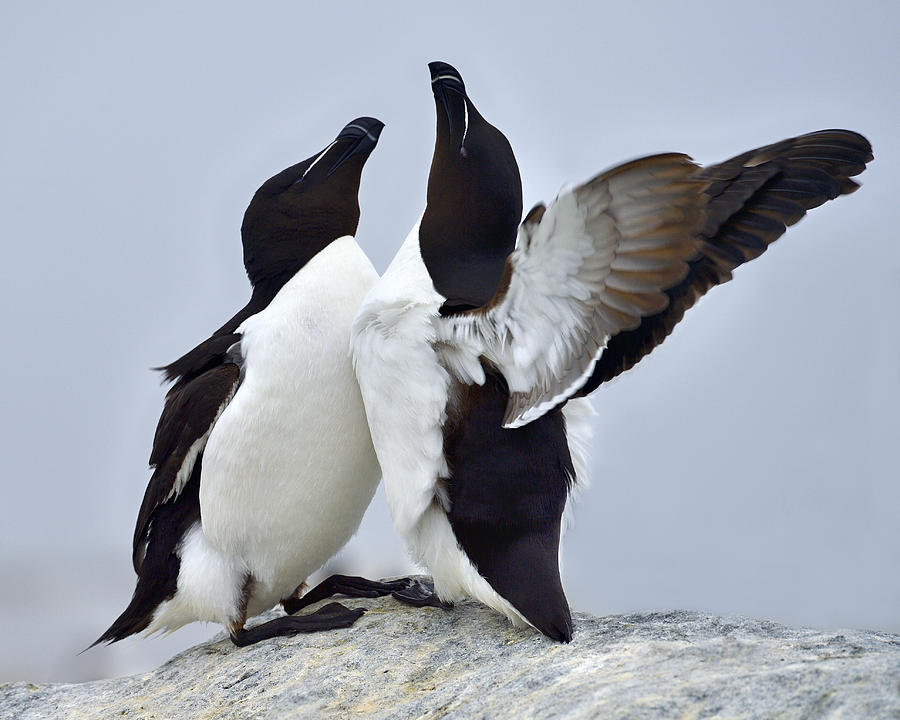 Razorbill Photograph - This Much by Tony Beck