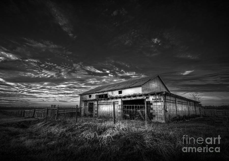 Cow Photograph - This Old Barn-b/w by Marvin Spates