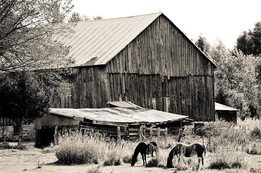This Old Farm Photograph by Cheryl Baxter