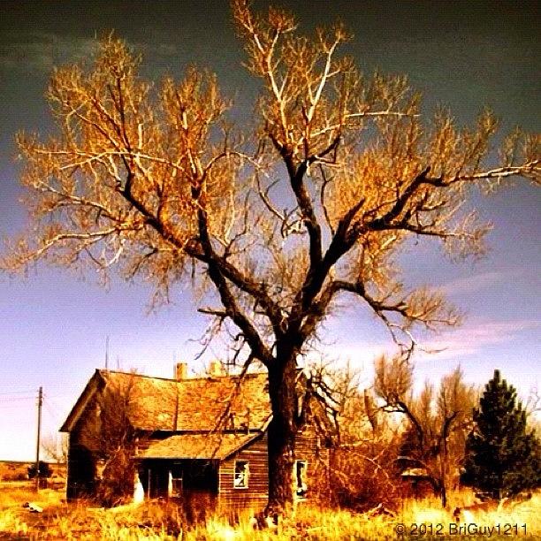 Tree Photograph - 🎶🎶this Old House Once Knew Its by Brian Lea
