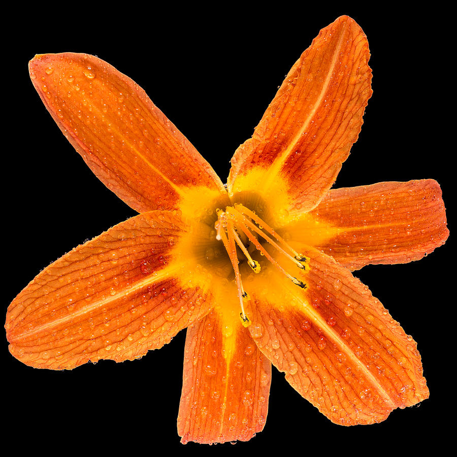 Lily Photograph - This Orange Lily by Steve Gadomski