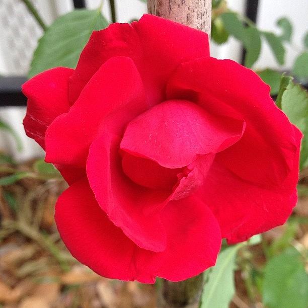 This Pretty Red Rose Is From My Garden Photograph by Sharon Wasson