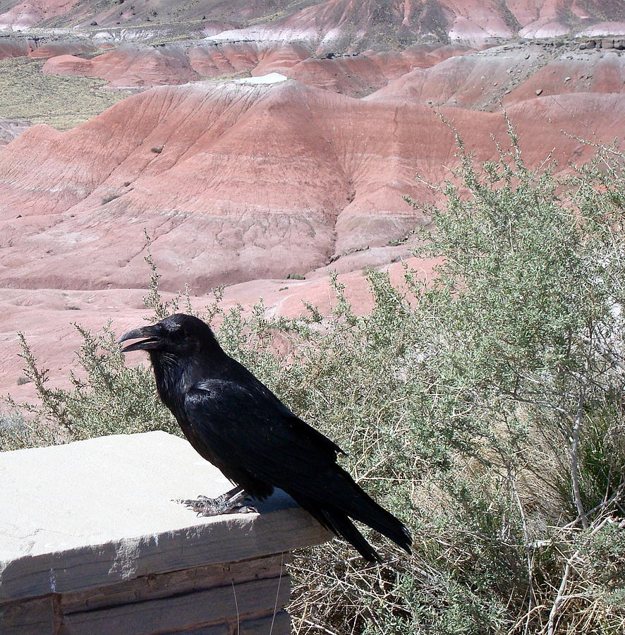 This Raven Rocks Photograph by Susan Woodward
