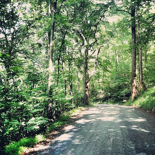 This Road Reminds Me Of The Jungle🌿 Photograph by Hallie Broman