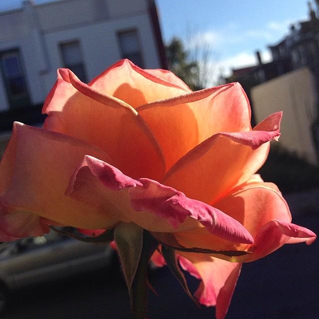 This Rose Is Apart Of My Grandmothers Photograph by Plus Size