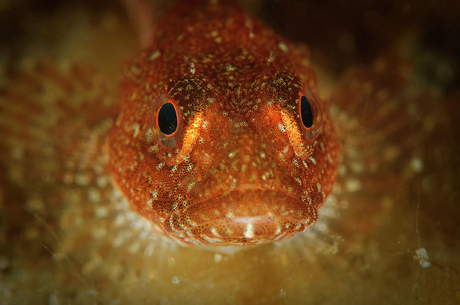 This Sculpin Fish, South Of Sisimiut Photograph by Morten Beier - Pixels