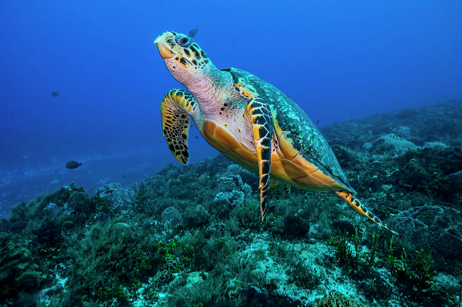 This Sea Turtle Rises From The Seafloor Photograph by Jennifor Idol ...