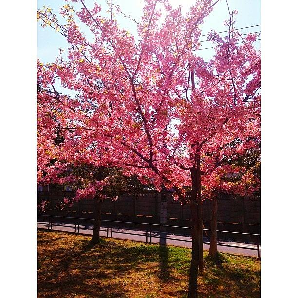 Spring Photograph - This Small And Young Cherry Tree.#nice by Saito Hironobu