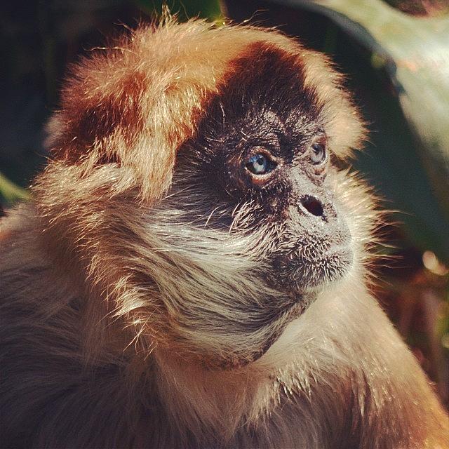 This Spider Monkey Has Beautiful Eyes Photograph by Pauly Vella