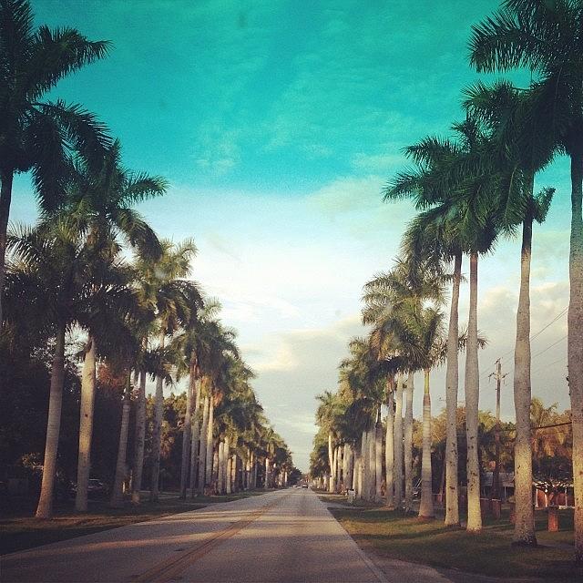 This Street Needs More Palm Trees Photograph by Karlynn Holbrook