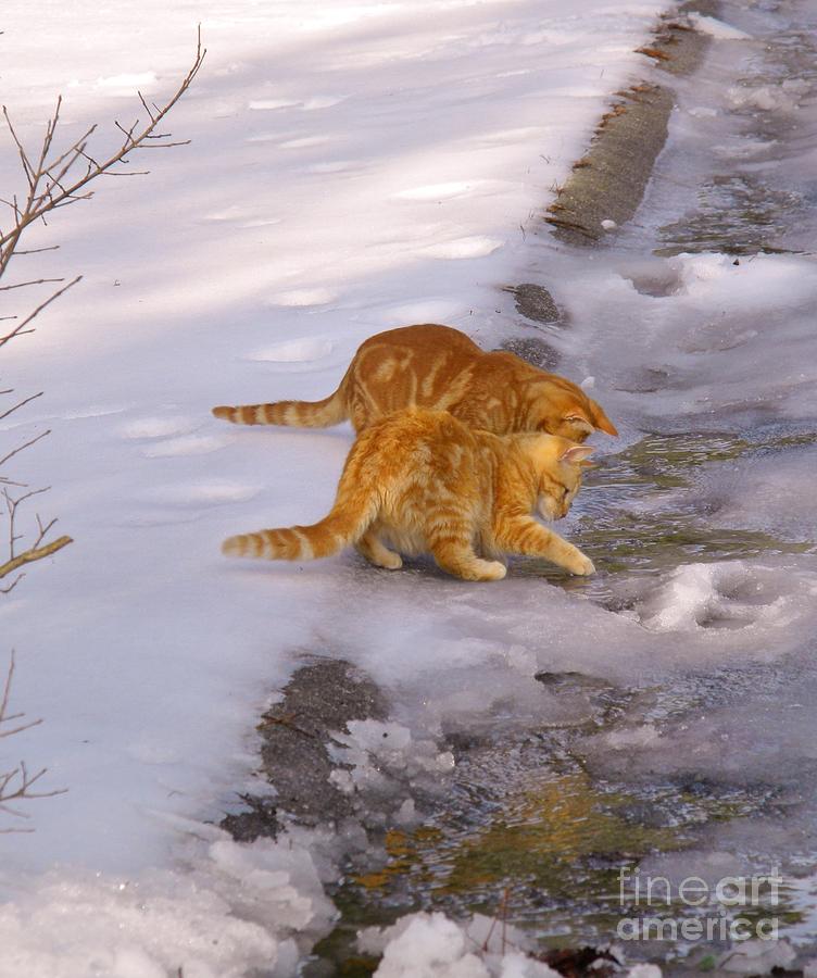Ice Cold Kitties Digital Art by Matthew Seufer