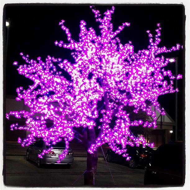 This Tree Is Purple Photograph by Jeff Bickley