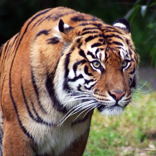 Animal Photograph - This Was The Tiger As San Francisco Zoo by Kim Gourlay