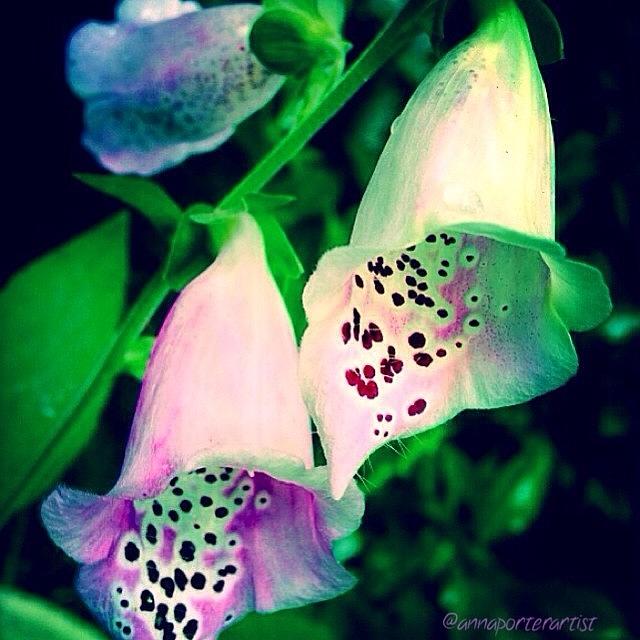 Foxgloves Photograph - This Way And That, #poisonous by Anna Porter